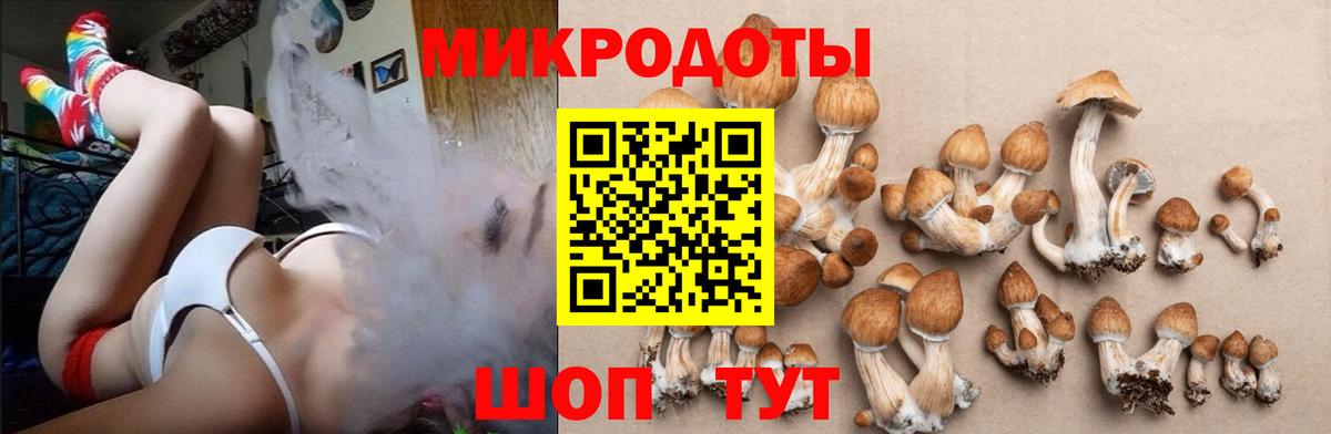 Псилоцибиновые грибы Cubensis Рубцовск